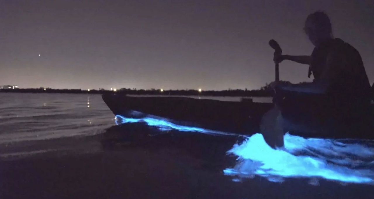 Bioluminescence Kayaking