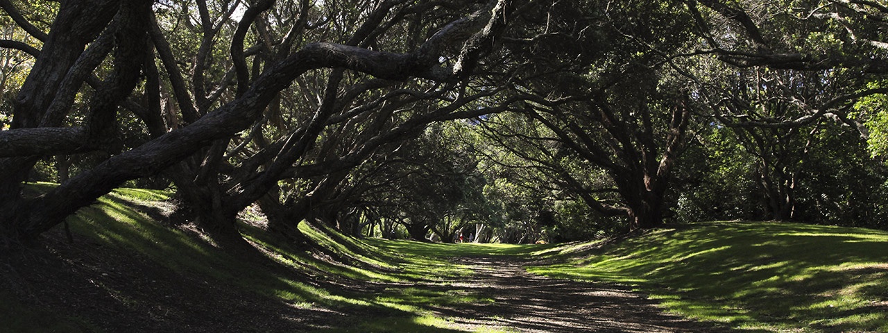 Glade of trees in Auckland