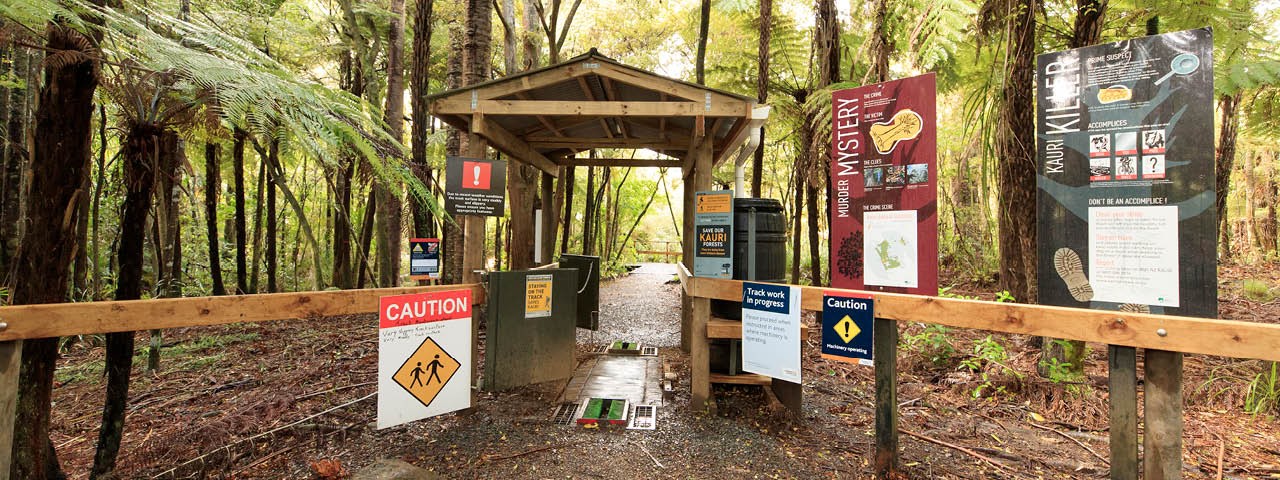 Kauri forest dieback