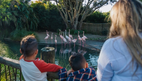 Auckland Zoo with kids. 